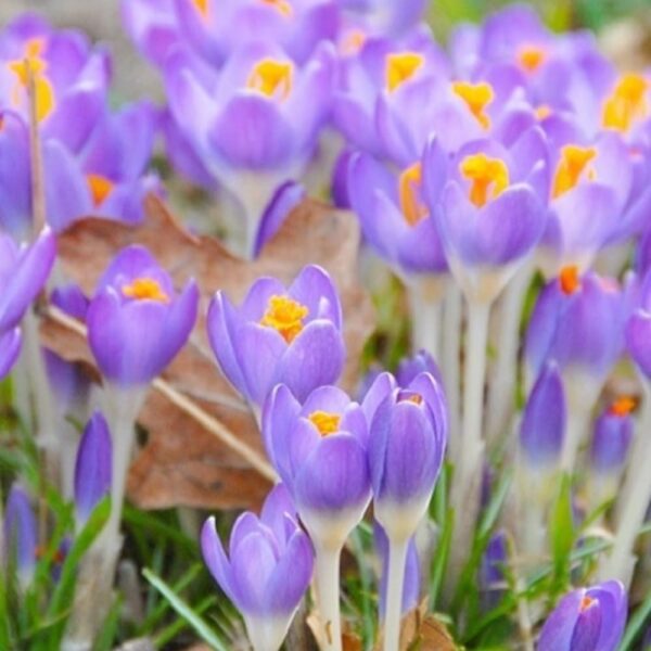 VotanikiI Crocus Tommasinianus ‘Barr’s Purple’ (Early Crocus) - Hardy Perennials for Early Spring Gardens | Purple Color Crocus Bulbs for Planting, Easy to Grow