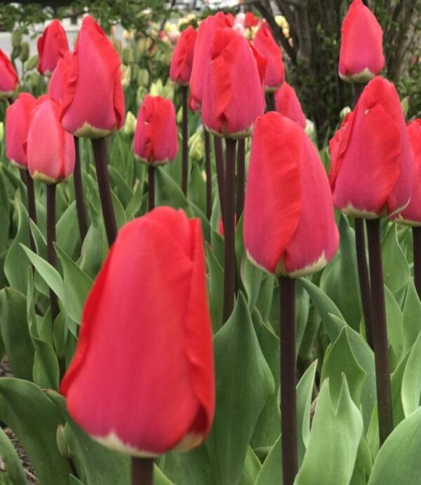 Votaniki Tulip Fostery King Bulbs - Red and Golden Yellow Tulip Flowers for Stunning Spring Gardens | Easy to Grow, Beautiful Perennial