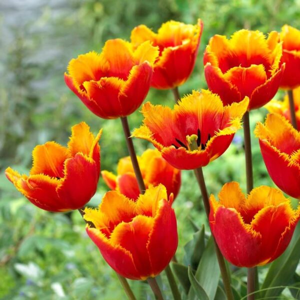 Votaniki Tiano Tulip Bulbs - Fringed, Double Late Tulip (Tiano Tulip) Bulbs for Planting | Stunning Spring Perennial - Easy to Grow