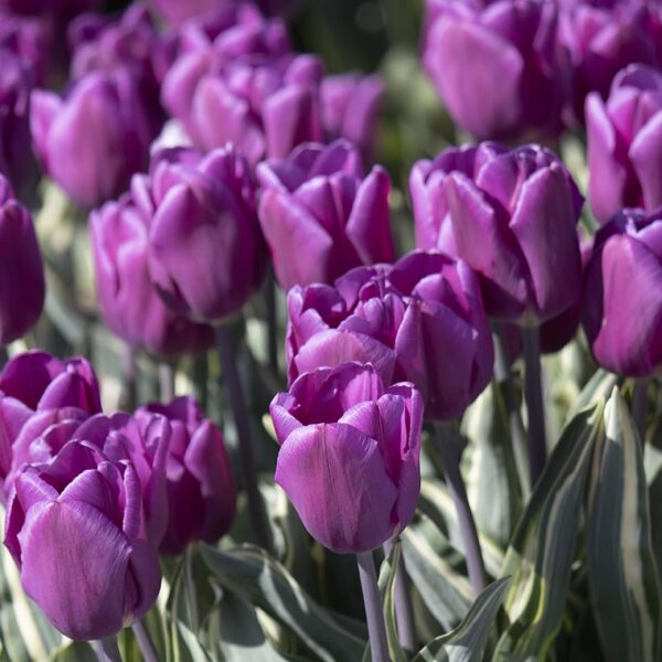 Votaniki Purple Flag Tulip Bulbs - Long Lasting Blooms, Tulipa ‘Purple Flag’ (Triumph Tulip) | Spring Blooming Perennial - Easy to Grow