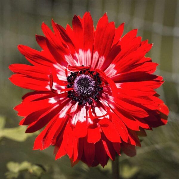 Votaniki Anemone Coronaria Double Governor Bulbs - Long Lasting & Vibrant Red Blooms | Perfect for Spring Gardens, Easy to Grow Hardy Perennial