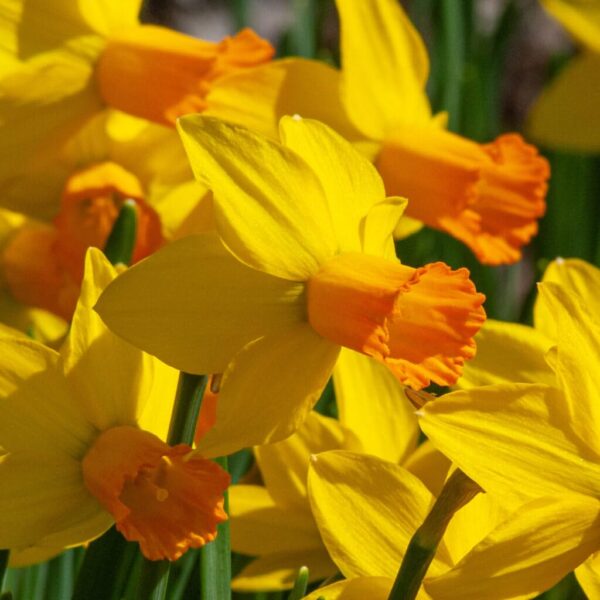 Votaniki Jetfire Daffodil Bulbs - Spring Flowering Perennial Narcissus ‘Jetfire’ (Cyclamineus Daffodil) | Daffodil Bulbs for Planting - Easy to Grow