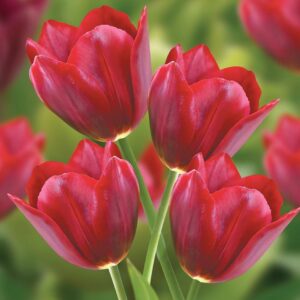 Votaniki Pallada Tulip Bulbs - Hardy Perennial, Pallada Triumph Tulip Bulbs for Planting | Mid Spring Blooming Tulip - Easy to Grow & Low Maintenance