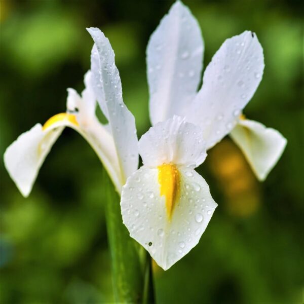 VotanikiI Iris Hollandica Casablanca - Long Lasting Spectacular Blooms for Spring& Summer Gardens | Dutch Iris Bulbs for Planting, Easy to Grow Hardy Perennials