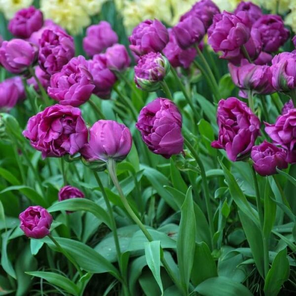 Votaniki Negrita Double Tulip Bulbs - Peony Like Flowers, Tulipa ‘Negrita Double’ (Double Late Tulip) | Late Blooming Spring Perennial - Easy to Grow