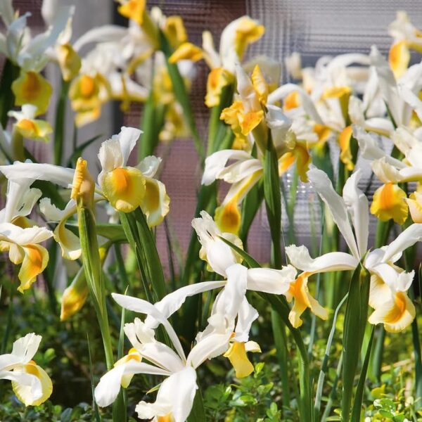 Votaniki Iris hollandica 'Apollo' (Dutch Iris) Bulbs - Hardy Perennial for Spring Blooms | Stunning Yellow & White Flowers, Easy to Grow, Perfect for Cut Flower