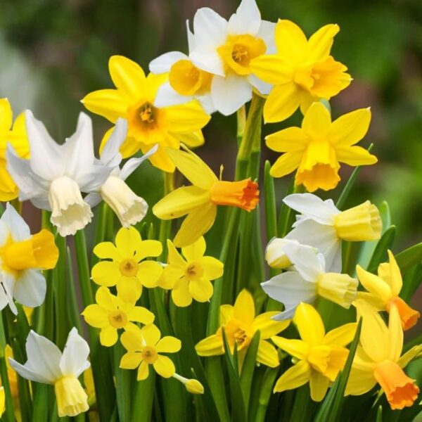 VotanikiI Narcissi Miniature 'Botanical Mixture' Daffodil Bulbs - Long Lasting & Fragrant Flowers | Perfect for Spring Gardens - Easy to Grow Hardy Perennial