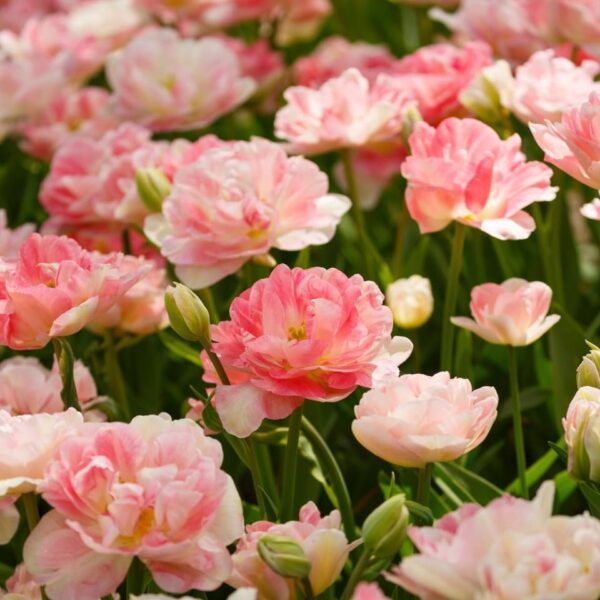 Votaniki Finola Double Tulip Bulbs - Hardy Perennial, Peony Like Tulip (Double Late Tulip 'Finola') | Late Spring Blooming Tulip Bulbs for Planting - Easy to Grow