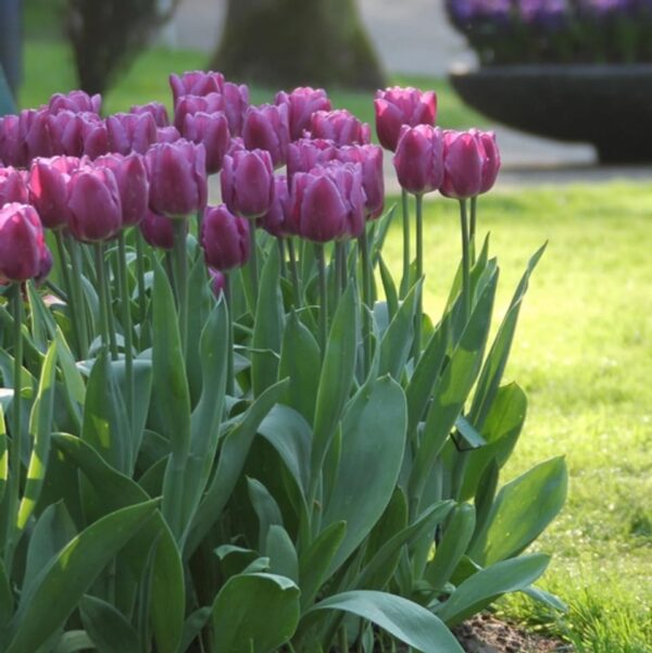 Votaniki Purple Flag Tulip Bulbs - Long Lasting Blooms, Tulipa ‘Purple Flag’ (Triumph Tulip) | Spring Blooming Perennial - Easy to Grow