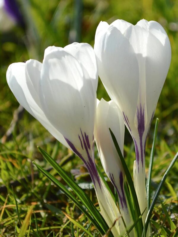 VotanikiI Crocus Jeanne d'Arc Bulbs - Early Spring Perennial Flowers, Crocus vernus ‘Jeanne d’Arc’ (Dutch Crocus) | Perfect for Gardens and Borders, Easy to Grow