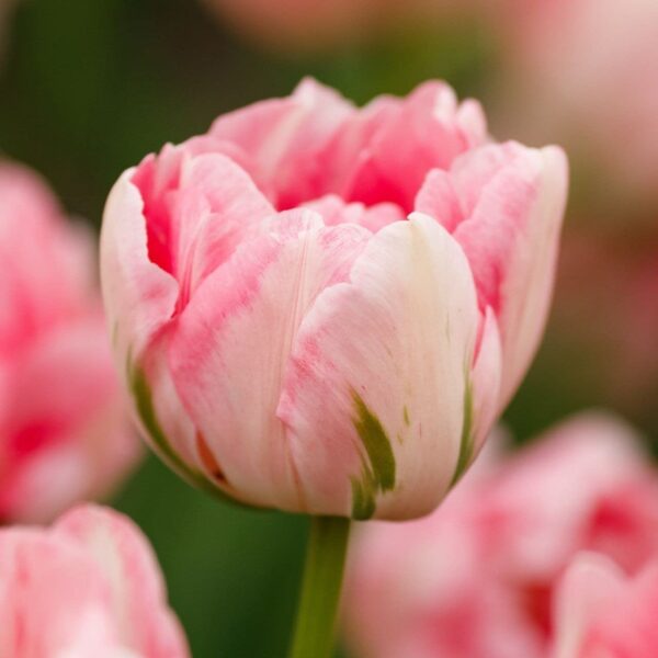 Votaniki Finola Double Tulip Bulbs - Hardy Perennial, Peony Like Tulip (Double Late Tulip 'Finola') | Late Spring Blooming Tulip Bulbs for Planting - Easy to Grow