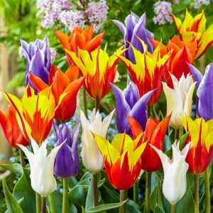 Votaniki Lily Flowering Tulip Mix - Perennializing, Showy Flowers, Mixed Tulip Bulbs for Planting | Spring Flower Bulbs - Easy to Grow