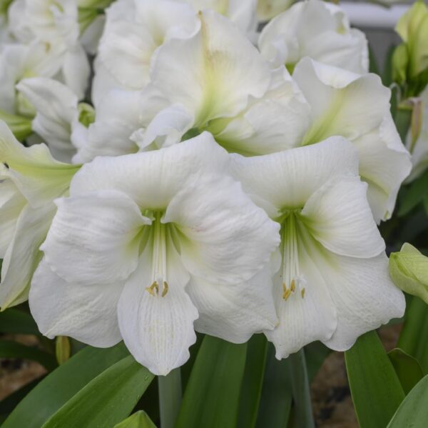 VotanikiI Amaryllis Peruvian 'Denver' Bulbs Ready to Bloom - Large & Long Lasting Blooms | Spectacular White Flower for Indoor & Outdoor Gardens - Easy to Grow Hardy Perennial