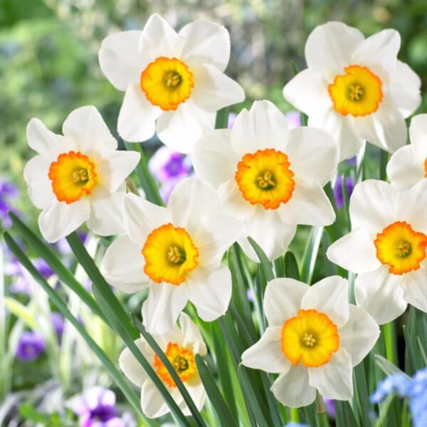 Votaniki Daffodil Flower Record Bulbs - Long Lasting & Fragrant Blooms, Narcissus ‘Flower Record’ (Large Cupped Daffodil) | Spring Blooming Perennial - Easy to Grow