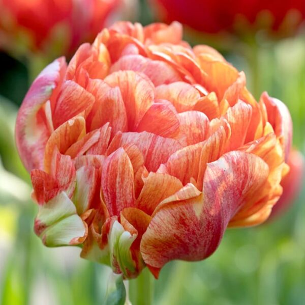 Votaniki Gudoshnik Tulip Bulbs - Huge & Long Lasting Blooms, Tulipa ‘Gudoshnik Double’ (Double Late Tulip) | Stunning Late Blooming Spring Perennial - Easy to Grow