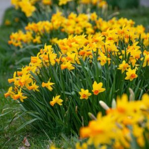 Votaniki Jetfire Daffodil Bulbs - Spring Flowering Perennial Narcissus ‘Jetfire’ (Cyclamineus Daffodil) | Daffodil Bulbs for Planting - Easy to Grow