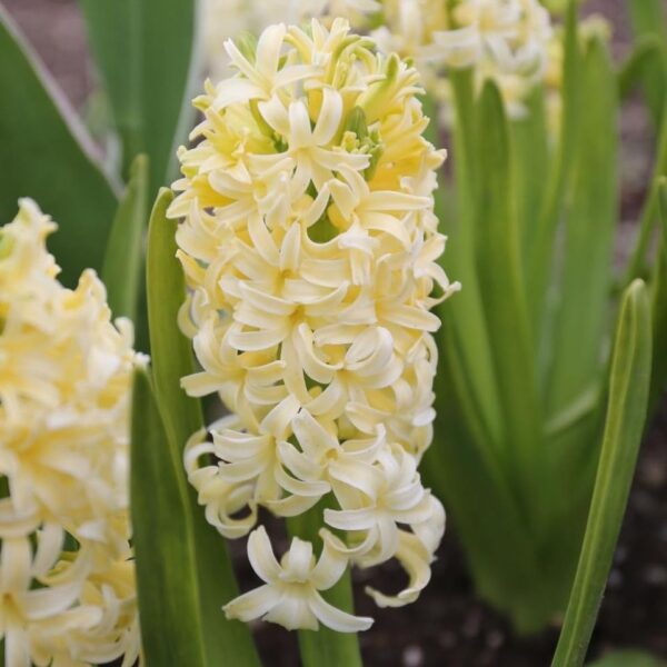 VotanikiI Hyacinthus Orientalis City of Haarlem (Dutch Hyacinth) - Fragrant Spring Blooms in Bright Yellow Shades| Perfect for Spring Gardens - Hyacinth Bulbs for Planting, Easy to Grow