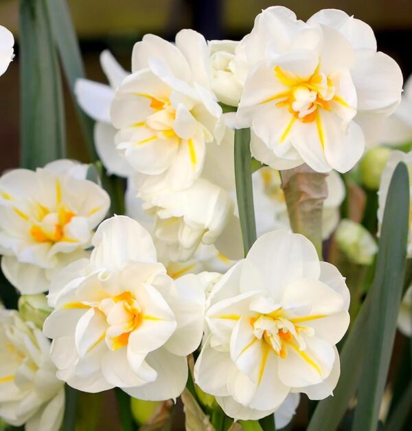 Votaniki Daffodil Sir Winston Churchill Bulbs - Long Lasting & Fragrant Blooms, Narcissus Double 'Sir Winston Churchill' | Spring Blooming Perennial - Easy to Grow