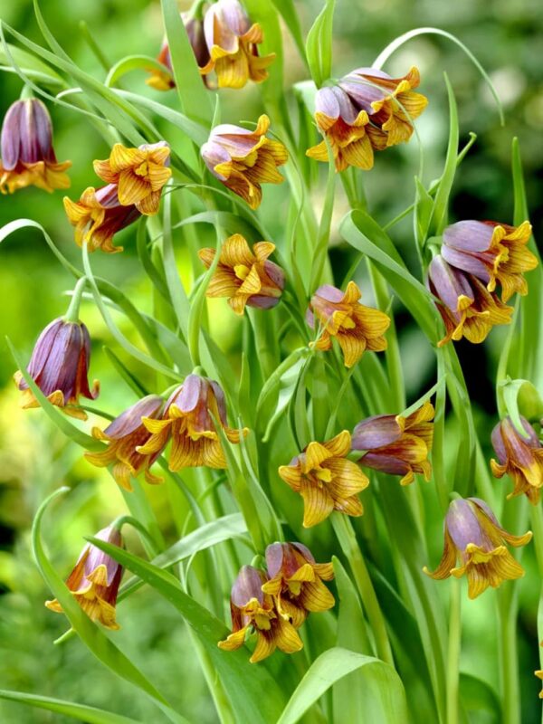 VotanikiI Fritillaria uva-vulpis (Fox’s Grape Fritillary) Bulbs - Hardy & Deer Resistant, Bulbous Perennial | Rare Spring Beauty - Fragrant Flowers, Easy to Grow