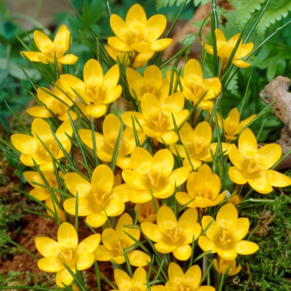 VotanikiI Dorothy Crocus Chrysanthus Bulbs - Bright Yellow Blooms for Early Spring Gardens | Hardy Perennial, Crocus Bulbs for Planting - Easy to Grow