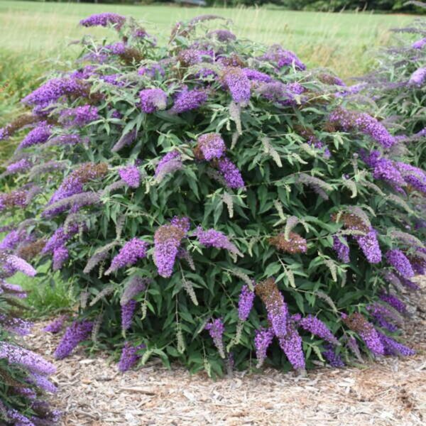 VotanikiI Buddleia Davidii ‘Violet Cascade’ (Butterfly Bush) - 3 Inch Root Young Plant | Long Lasting & Fragrant Blooms, Attracts Pollinators, Fast Growing Shrub | Easy to Grow Perennial