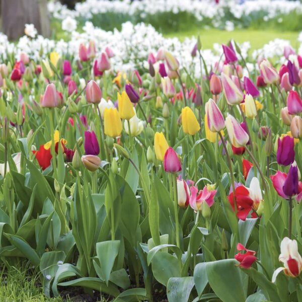 Votaniki Tulip Darwin Pastel Mix - Long Lasting Blooms, Pastel Mixed Tulip Bulbs for Planting | Spring Blooming Perennial - Easy to Grow