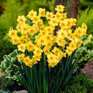 Votaniki Martinette Daffodil Bulbs - Fragrant Blooms, Narcissus 'Martinette' Daffodil | Spring Blooming Flower Bulbs - Easy to Grow, Hardy Perennial Good for Indoor Forcing