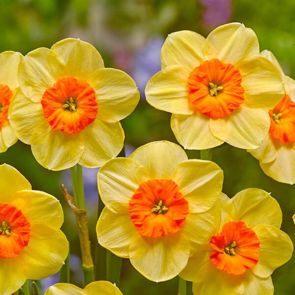 Votaniki Jonquilla Daffodil Kedron Bulbs - Perennial Multi Flowering Daffodil, Narcissus jonquilla 'Kedron' | Perfect for Borders, Container Gardening, Cut Flowers, Naturalizing