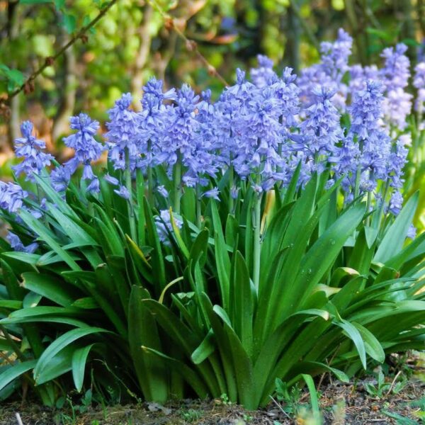 VotanikiI Scilla Hyacinthoides Campanulata Blue - Vibrant Bluebell Flowers for Spring, Hardy Perennial Flower Wood Hyacinths (Spanish Bluebells) Bulbs for Planting | Easy to Grow