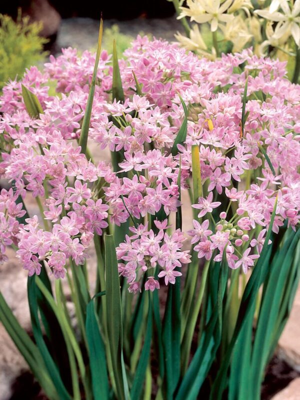 Votaniki Allium Roseum Bulbs - Long Lasting Blooms, Allium Roseum (Rosy Garlic) | Perennial Pink Flowering Allium Bulbs for Summer & Spring Gardens, Easy to Grow