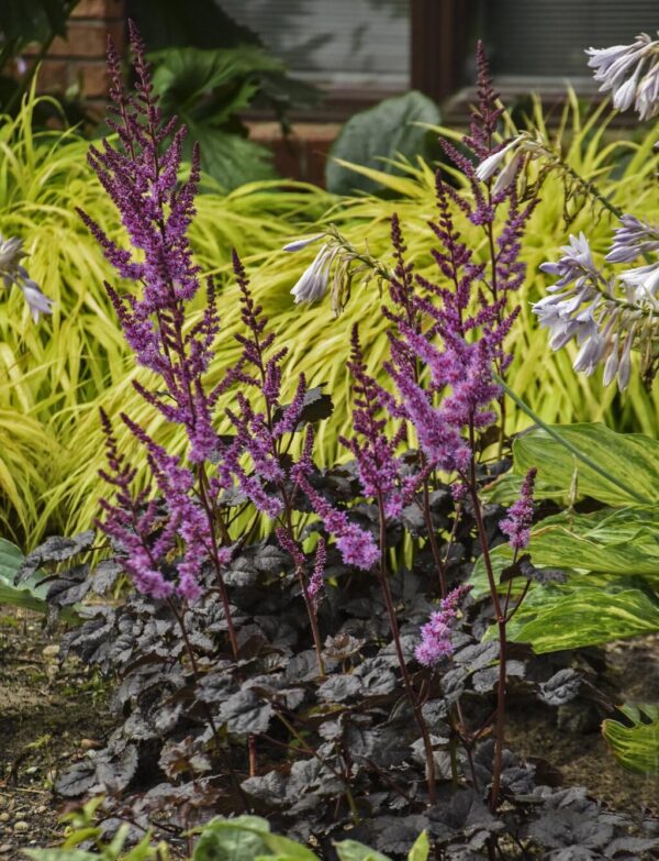 Votaniki Astilbe Dark Side of The Moon - Hardy Perennial, Summer Flowers, Purple Color Astilbe Bare Root for Planting | Spring & Summer Flowers, Low Maintenance & Easy to Grow