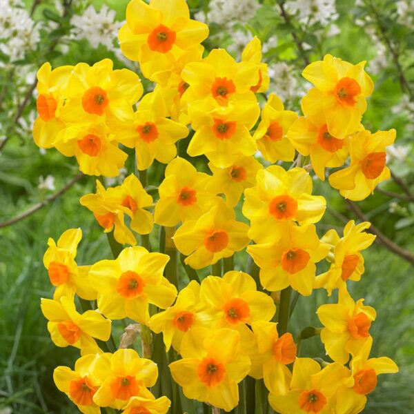 Votaniki Martinette Daffodil Bulbs - Fragrant Blooms, Narcissus 'Martinette' Daffodil | Spring Blooming Flower Bulbs - Easy to Grow, Hardy Perennial Good for Indoor Forcing