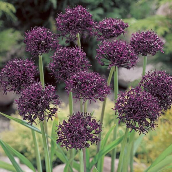 Votaniki Allium Atropurpureum Bulbs - Hardy Perennial, Deep Purple Red Flowers, Allium 'Atropurpureum' (Ornamental Onion) | Blooms Late Spring to Early Summer - Easy to Grow