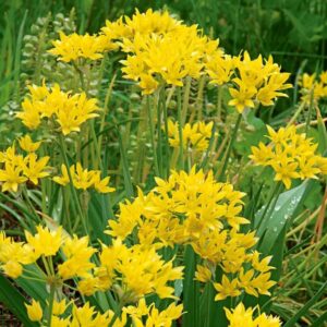 Votaniki Allium Moly Bulbs - Long Lasting Blooms, Allium Moly (Lily Leek) | Golden Yellow Perennial Flowering Bulbs for Summer & Spring Gardens, Easy to Grow