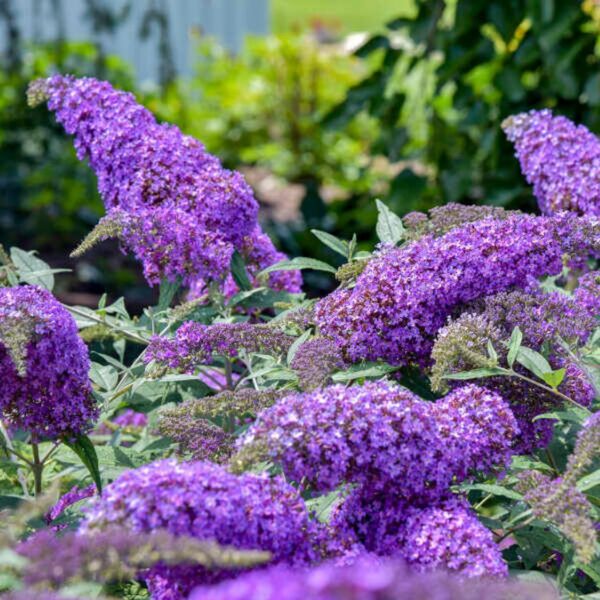 VotanikiI Buddleia Davidii ‘Violet Cascade’ (Butterfly Bush) - 3 Inch Root Young Plant | Long Lasting & Fragrant Blooms, Attracts Pollinators, Fast Growing Shrub | Easy to Grow Perennial