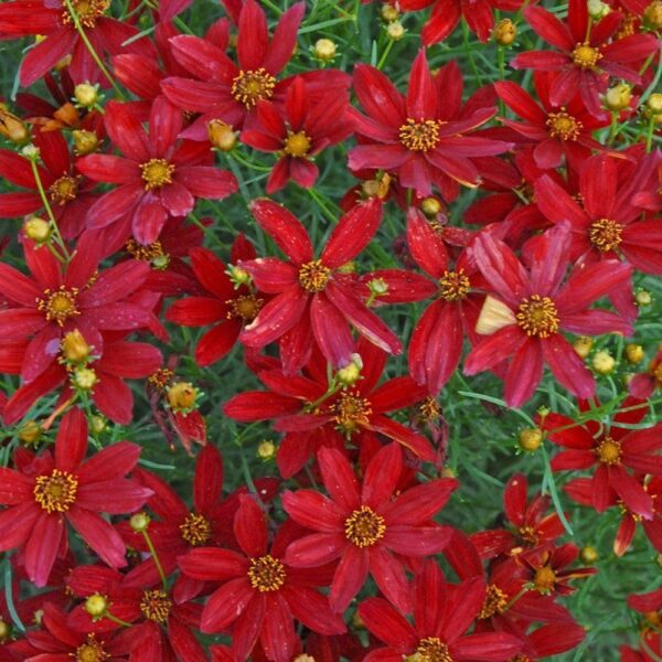 VotanikiI Coreopsis Verticillata 'Hot Paprika' (Threadleaf Coreopsis) – 3 Inch Root Young Plant Ready for Planting | Stunning Red Perennial for Low Maintenance Garden Displays – Easy to Grow