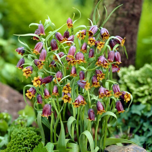 VotanikiI Fritillaria uva-vulpis (Fox’s Grape Fritillary) Bulbs - Hardy & Deer Resistant, Bulbous Perennial | Rare Spring Beauty - Fragrant Flowers, Easy to Grow