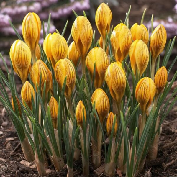 VotanikiI Dorothy Crocus Chrysanthus Bulbs - Bright Yellow Blooms for Early Spring Gardens | Hardy Perennial, Crocus Bulbs for Planting - Easy to Grow