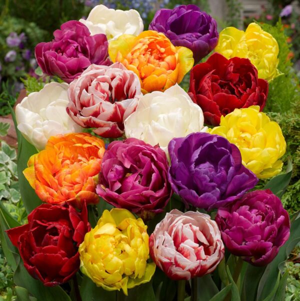 Votaniki Double Late Tulip Mix Bulbs - Large & Double Spectacular Flowers, Mix Tulip Bulbs for Planting | Late Spring Blooming Perennial - Easy to Grow