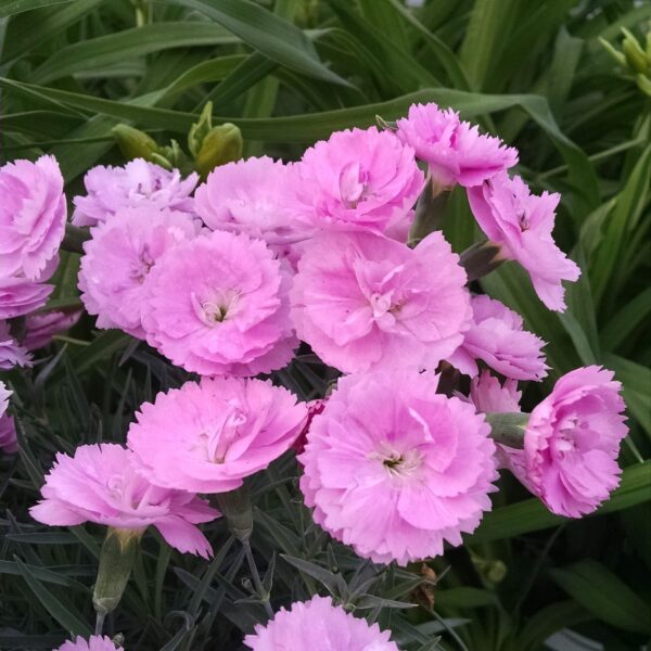 VotanikiI Dianthus ‘Sweetie Pie’ (Pink) 3 Inch Root Young Plant - Gorgeous Pink Blooms, Hardy and Fragrant Perennial for Gardeners | Ideal for Borders, Containers, and Cut Flowers