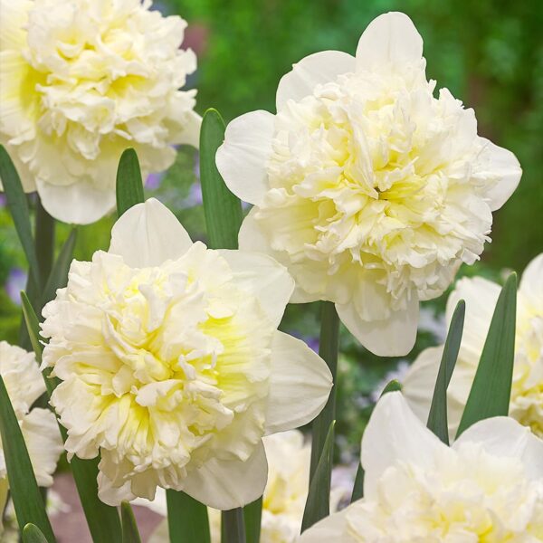 Votaniki Daffodil Ice King Bulbs - Fragrant Blooms, Narcissus ‘Ice King’ (Double Daffodil) | Spring Blooming Flower Bulbs - Easy to Grow, Hardy Perennial