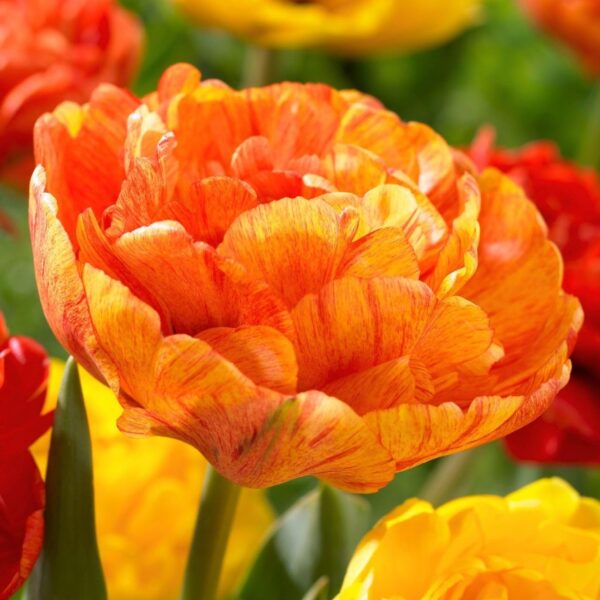 Votaniki Sunlover Double Tulip Bulbs - Spectacular Blooms, Colour Changing Double Tulip 'Sunlover' | Spring Blooming Perennial - Easy to Grow