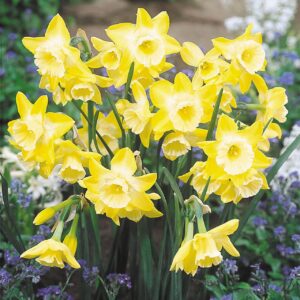 VotanikiI Narcissi Miniature Hillstar - Hardy Perennials with Fragrant Flowers for Spring Gardens | Daffodil Bulbs for Planting, Easy to Grow