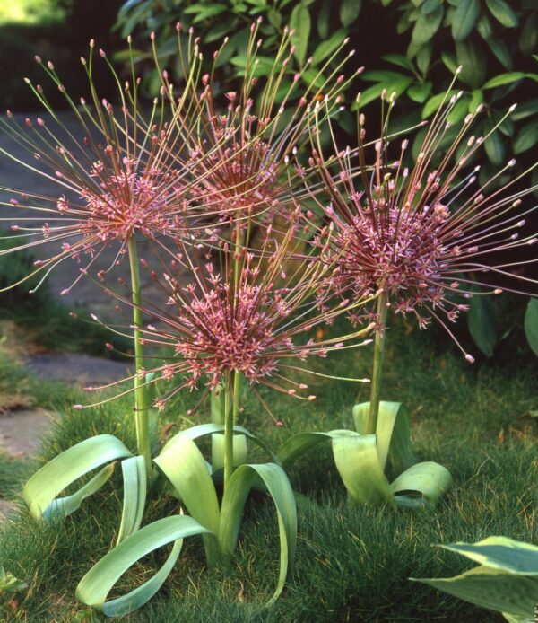 Votaniki Schubertii Allium Bulbs - Spectacular Blooms, Allium Schubertii (Ornamental Onion) | Spring Blooming Perennial - Easy to Grow