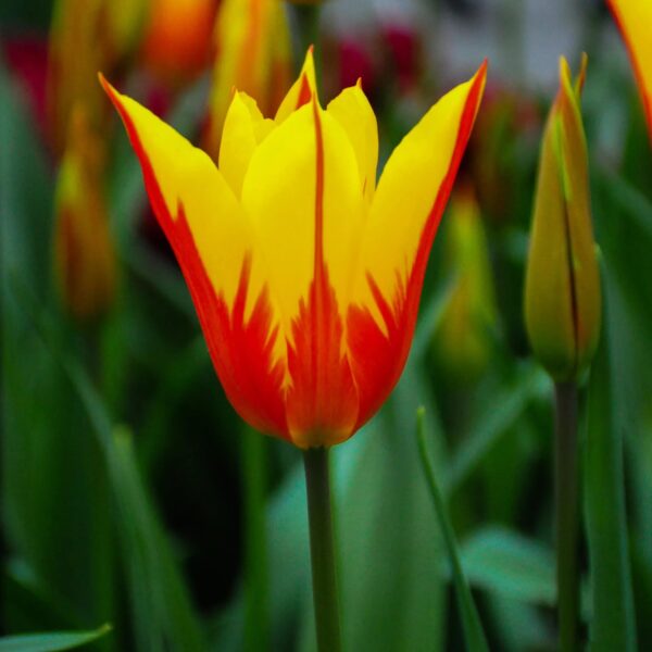 Votaniki Fire Wings Tulip Bulbs - Perennials, Dazzling Red Flowers, Tulipa Lily Flowering 'Fire Wings' | Spring Flowering Bulbs - Easy to Grow