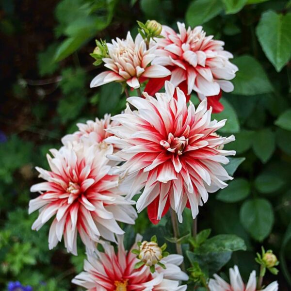 Votaniki Catching Fire Dahlia - Perennial, High Impact Flowers, Blooms Summer to Fall | Decorative Dahlia 'Catching Fire' Tubers for Planting - Easy to Grow