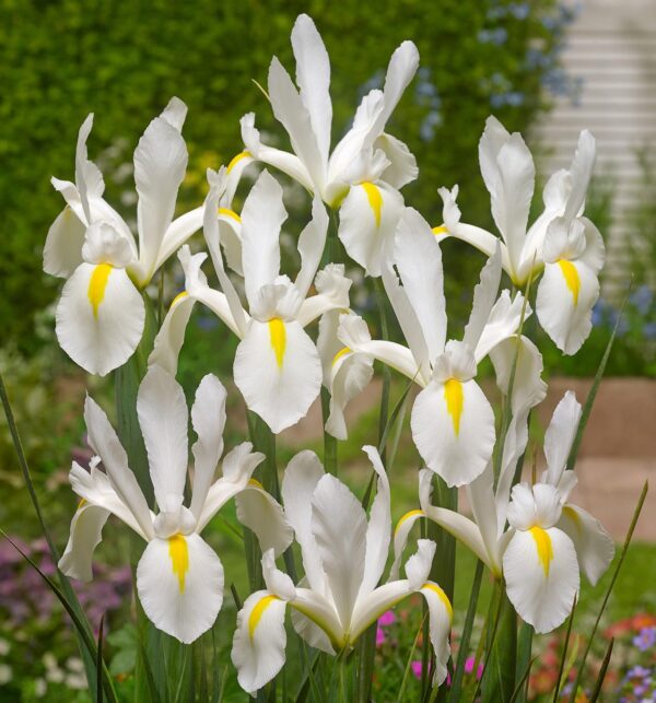 VotanikiI Dutch Iris White Excelsior - Pure White Blooms for Spring Gardens | Hardy Perennial, Dutch Iris Bulbs for Planting - Easy to Grow