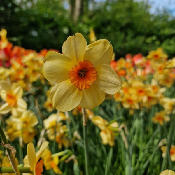 Votaniki Jonquilla Daffodil Kedron Bulbs - Perennial Multi Flowering Daffodil, Narcissus jonquilla 'Kedron' | Perfect for Borders, Container Gardening, Cut Flowers, Naturalizing