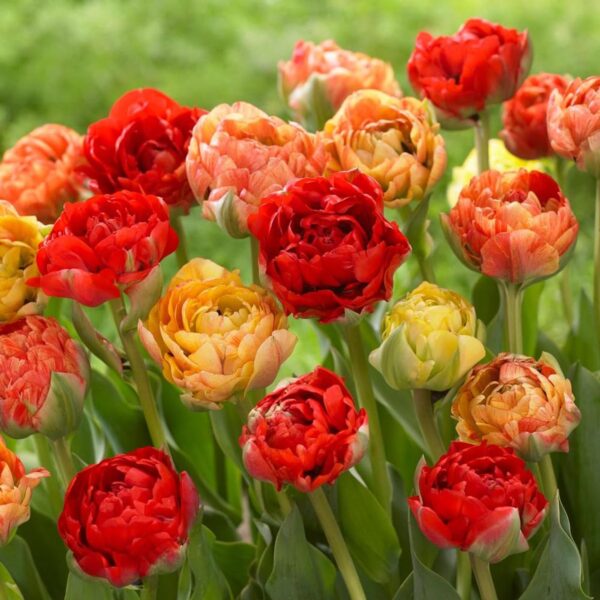 Votaniki Gudoshnik Tulip Bulbs - Huge & Long Lasting Blooms, Tulipa ‘Gudoshnik Double’ (Double Late Tulip) | Stunning Late Blooming Spring Perennial - Easy to Grow