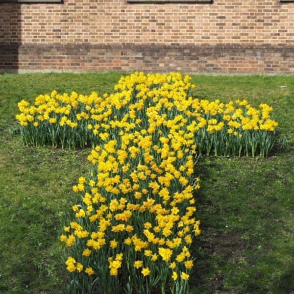 VotanikiI Narcissus ‘Carlton’ (Large-Cupped Daffodil) - Hardy Perennials with Large & Fragrant Flowers for Spring Gardens | Carlton Daffodil Bulbs for Planting, Easy to Grow